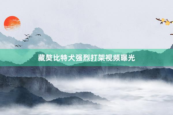 藏獒比特犬强烈打架视频曝光